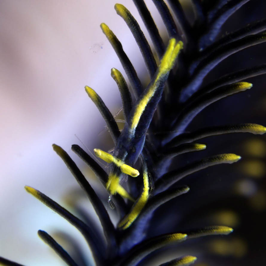 Laomenes amboinensis 